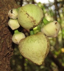 Annona montana