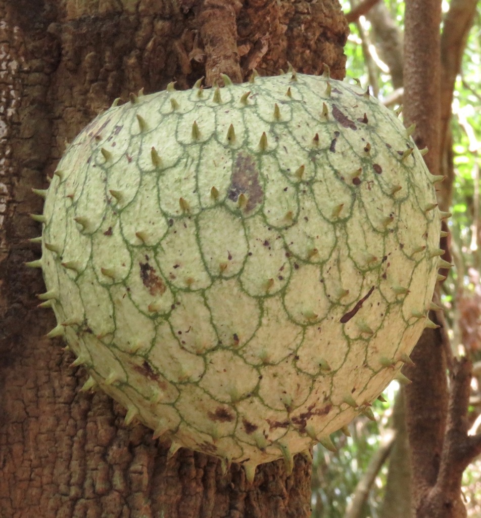 mountain soursop