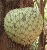Mountain Soursop - Photo (c) Rich Hoyer, some rights reserved (CC BY-NC-SA), uploaded by Rich Hoyer