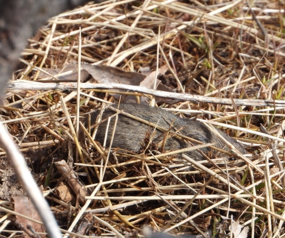 Montane Vole