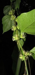Passiflora auriculata