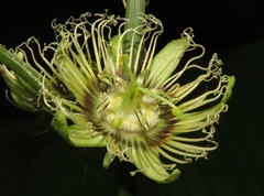 Passiflora auriculata