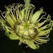 Passiflora auriculata - Photo (c) Rich Hoyer,  זכויות יוצרים חלקיות (CC BY-NC-SA), uploaded by Rich Hoyer