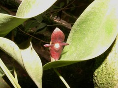 Pleurothallis phyllocardia image