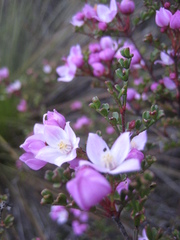 Boronia microphylla