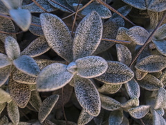 Helichrysum confertum