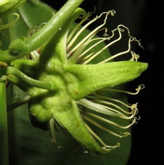 Passiflora auriculata