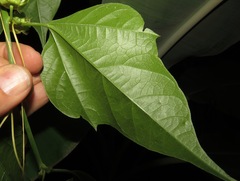 Passiflora auriculata