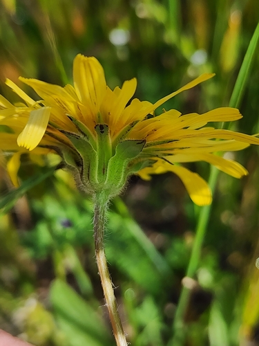 Image of Agoseris heterophylla by (c) Trevor Harding, some rights reserved (CC BY)
