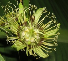 Passiflora auriculata