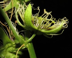 Passiflora auriculata