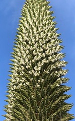 Puya raimondii