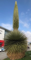Puya raimondii