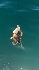 Opsanus pardus