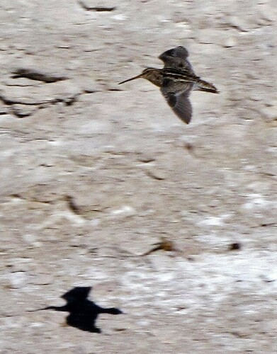 Puna Snipe (Gallinago andina), photo 6