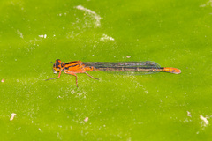 Ischnura kellicotti