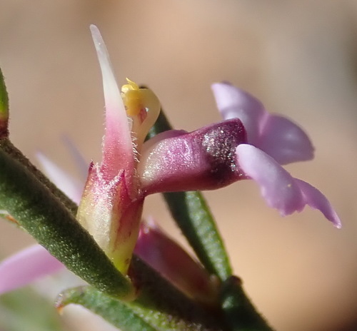 Image of Muraltia dispersa by (c) Nicola van Berkel, some rights reserved (CC BY-SA)