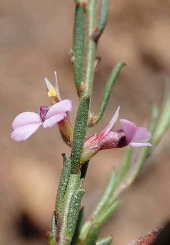 Image of Muraltia dispersa by (c) Nicola van Berkel, some rights reserved (CC BY-SA)
