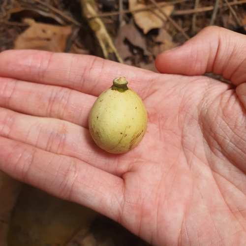 Lansium domesticum, photograph 3