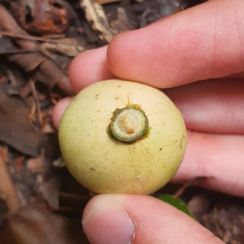 Lansium domesticum, photograph 4