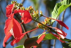 Warszewiczia coccinea