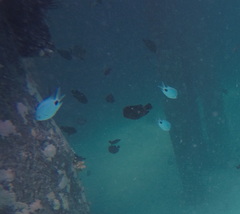 Abudefduf sparoides