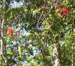 Warszewiczia coccinea