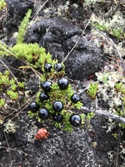 Coprosma ernodeoides