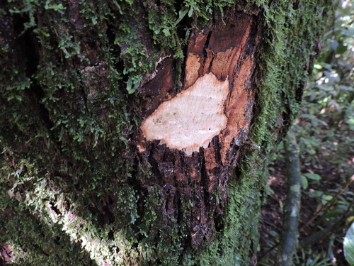 Image of Cabralea canjerana by (c) Fabrício Mil Homens Riella, some rights reserved (CC BY)