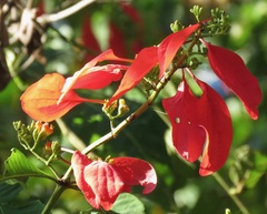 Warszewiczia coccinea