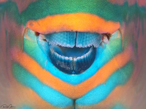 Tricolour parrotfish (Scarus tricolor) — Scaridae