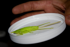 Copiphora azteca