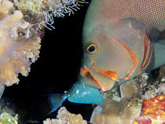 Redmouth Grouper photo 3