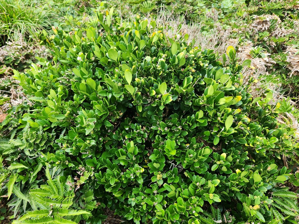 Buxus liukiuensis (Buxus liukiuensis)