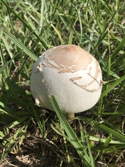 Chlorophyllum molybdites image