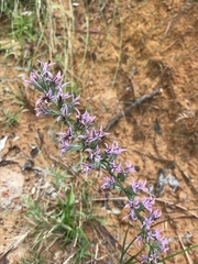 Liatris hesperelegans, photograph Laura Clark, CC BY, iNaturalist via GBIF