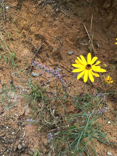 Liatris hesperelegans, photograph 2