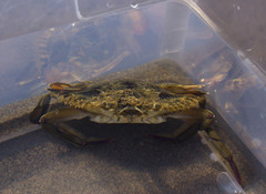 Callinectes marginatus