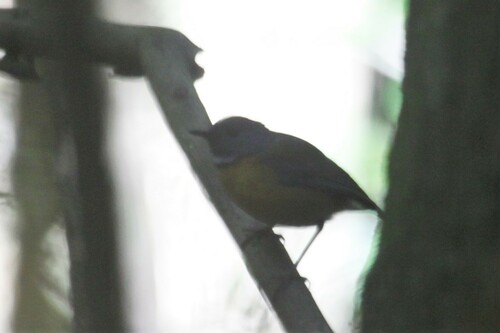 Swynnerton's Robin (Swynnertonia swynnertoni), photo 6