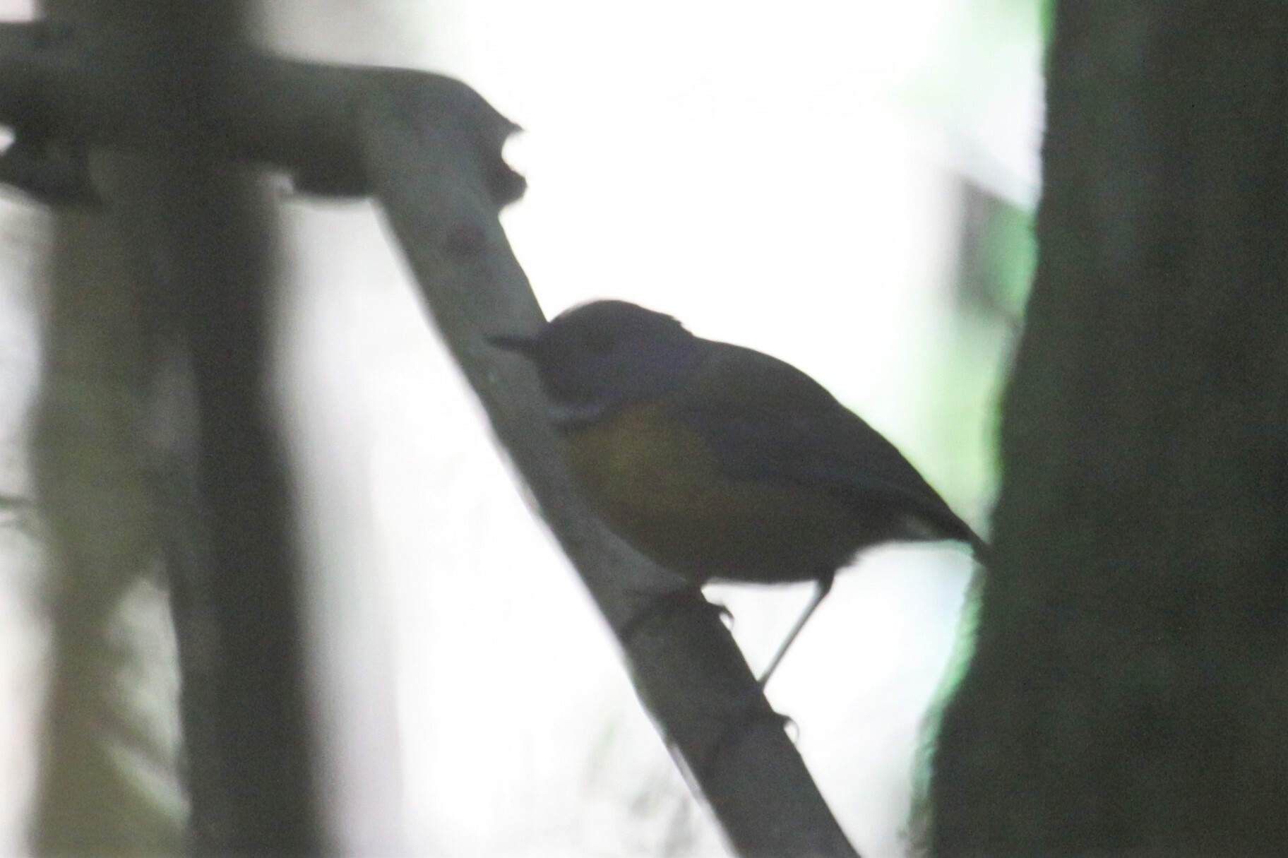 Swynnerton's Robin (Swynnertonia swynnertoni), photo 2