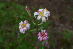Lilium rubescens