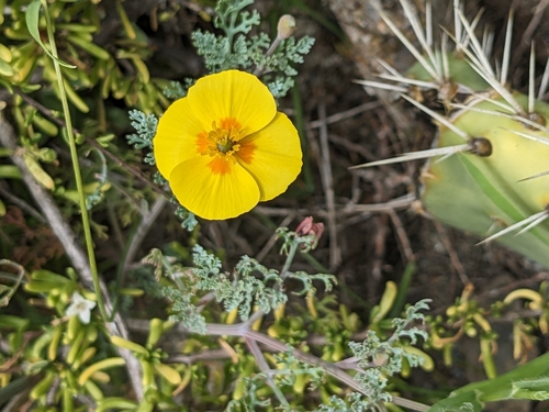 Image of Eschscholzia ramosa by (c) Aaron Kreisberg, some rights reserved (CC BY)