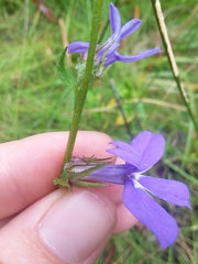 Lobelia × rogersii