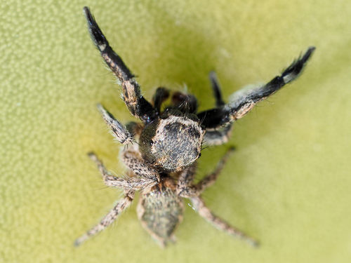 Hirsute Paradise Spider