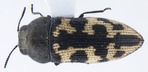 Acmaeodera tildenorum · iNaturalist Canada