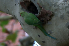 Psittacula krameri