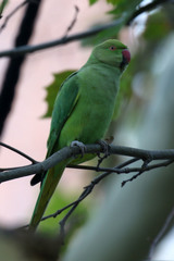 Psittacula krameri