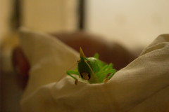 Copiphora azteca