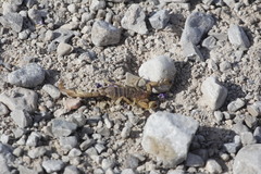 Chihuahuanus cazieri