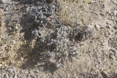 Cylindropuntia anteojoensis